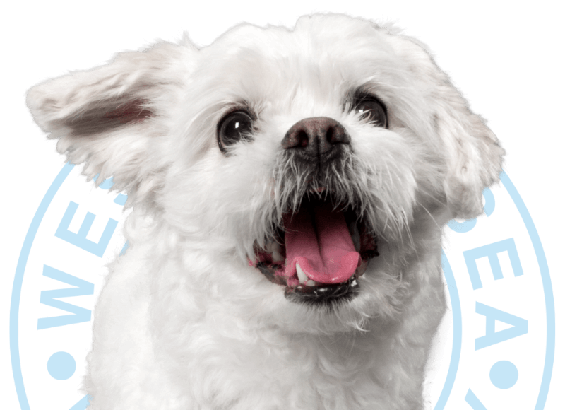 Vet Near Me New York, NY 10001 West Chelsea Veterinary