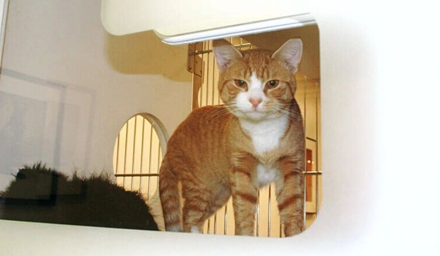 orange cat in cat condo