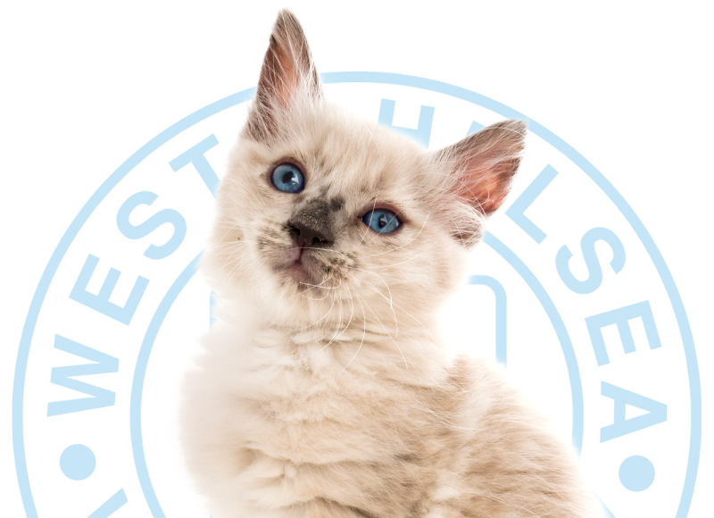 kitten with logo