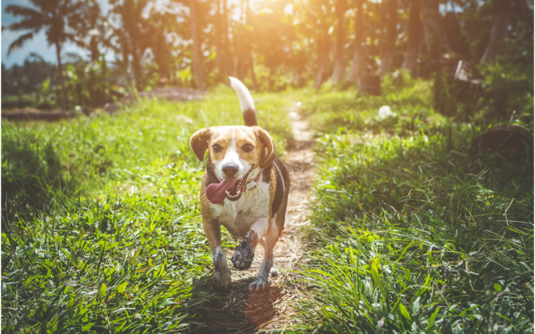How To Protect Your Dog From Lyme Disease