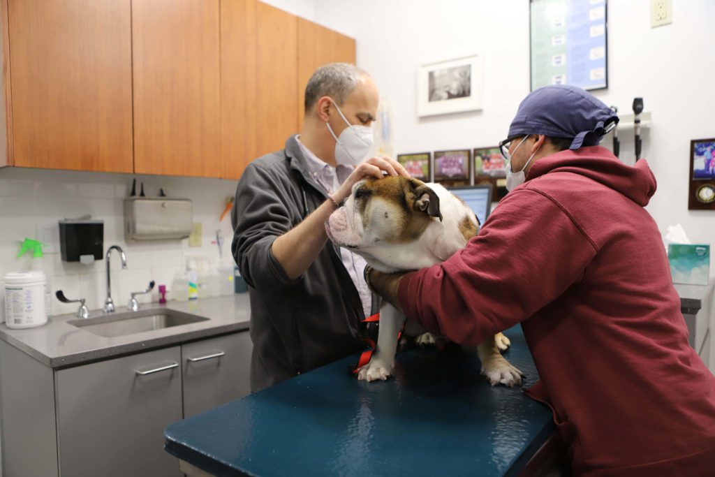 emergency vet near new york ny