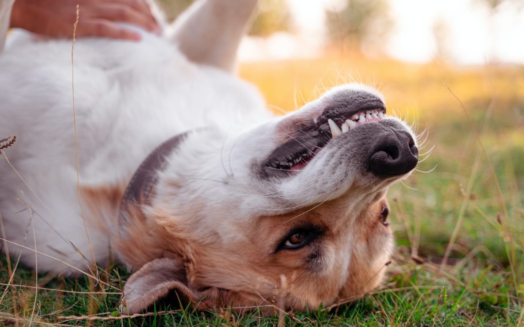 Dog laying upside down in grass