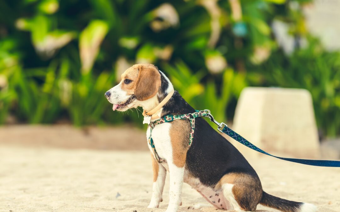 How To Avoid Pet Hazards When Walking Your Dog